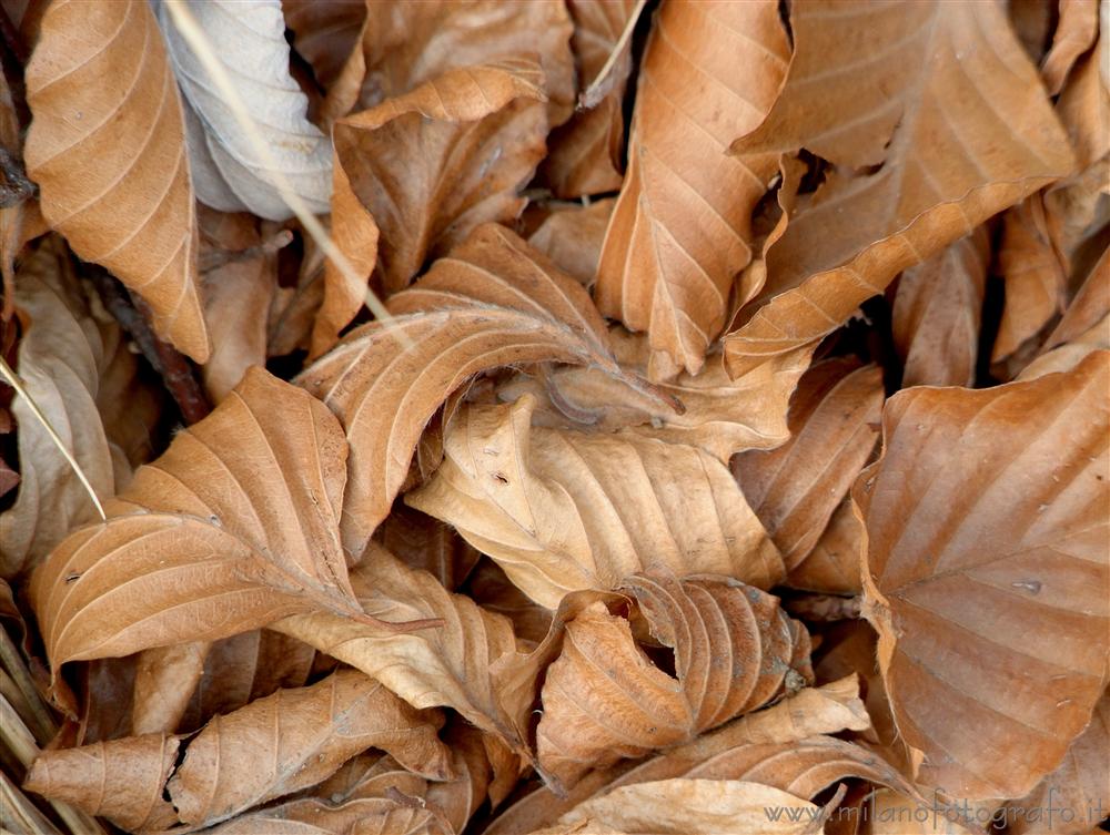 Sanctuary of Oropa (Biella, Italy) - Dead leaves